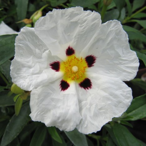 Passion Vivaces Cistus purpureus Alan Fradd arbuste pot 1 L fleur blanche
