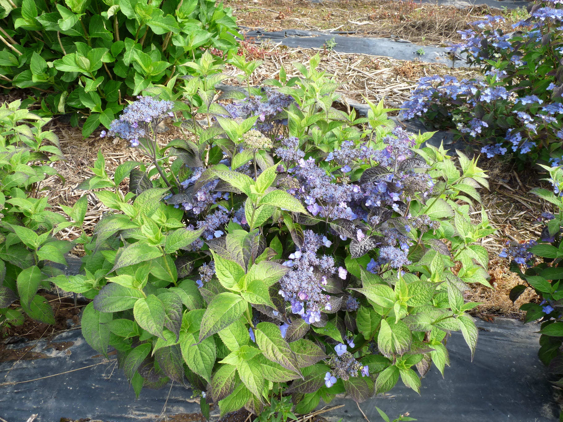 Les Hortensias du Haut Bois Sekka hortensia serrata godet