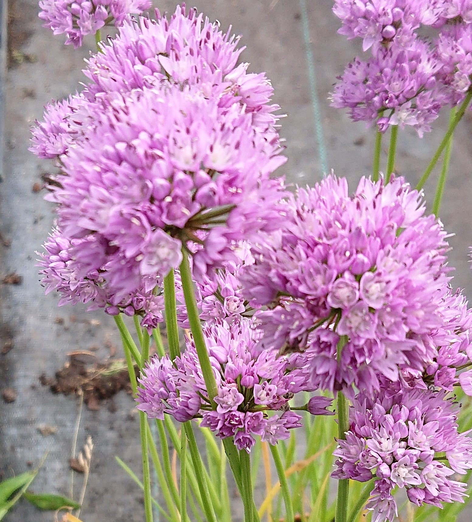 Passion Vivaces Allium angulosum ‘Sara’ plante vivace rose violacé