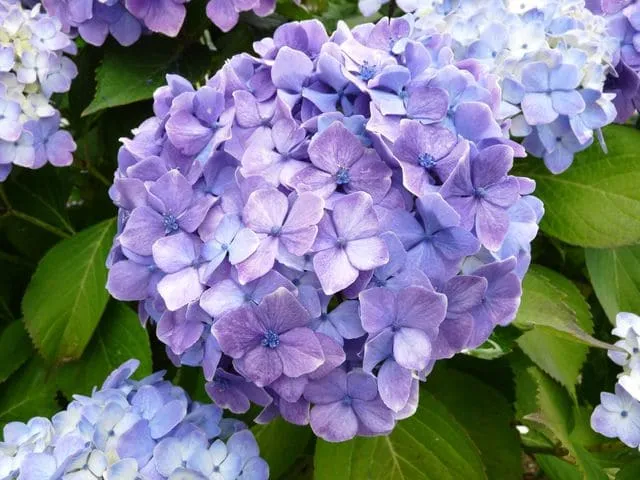 Les Hortensias du Haut Bois Souvenir de Madame Chautard hortensia rond