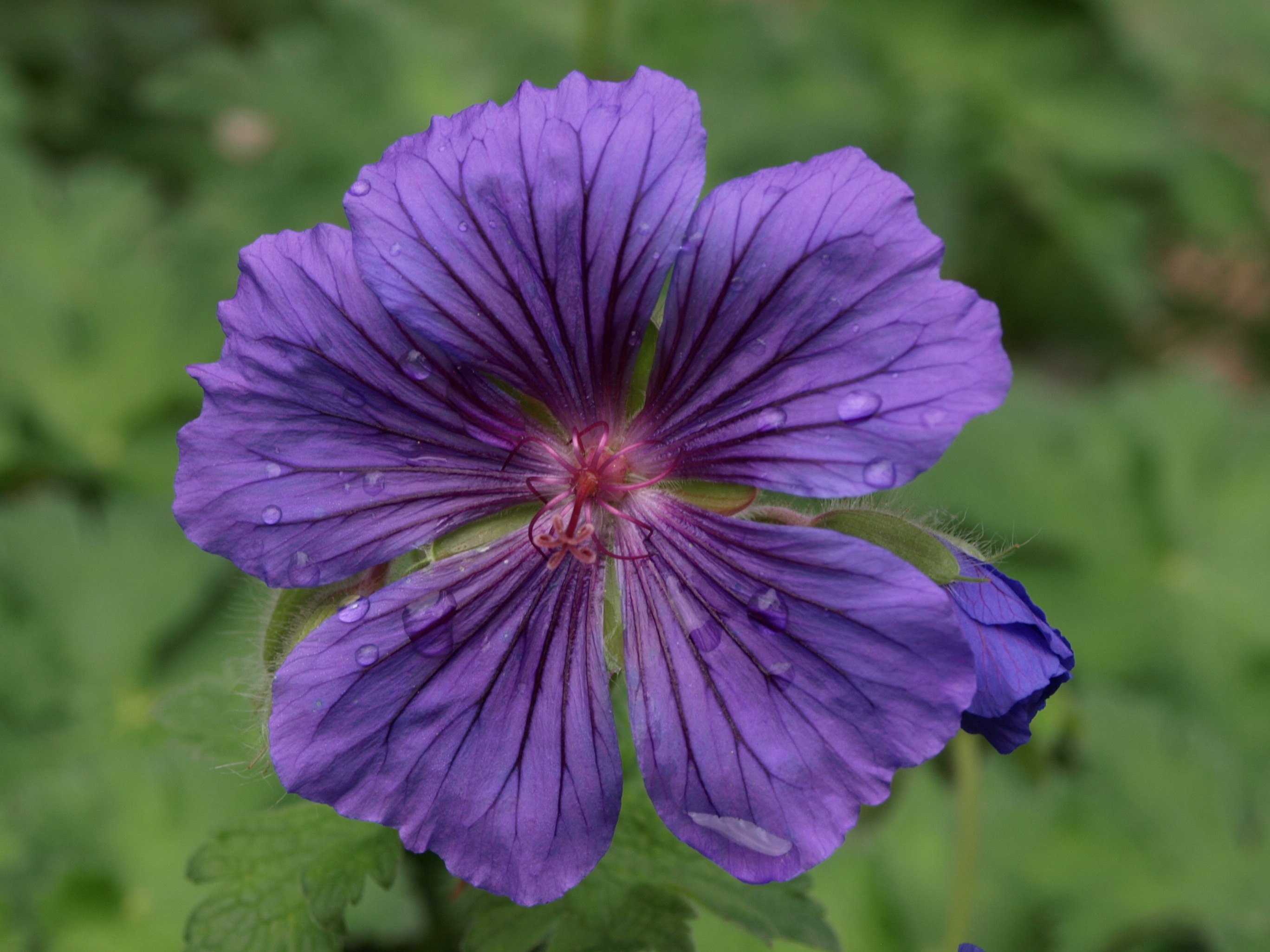 Passion Vivaces Géranium Alan Mayes plante vivace pot 1L bleu violacé