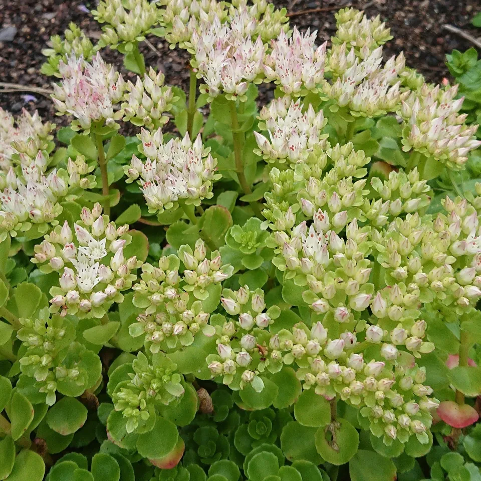 Passion Vivaces Sedum Leningrad White plante blanc godet
