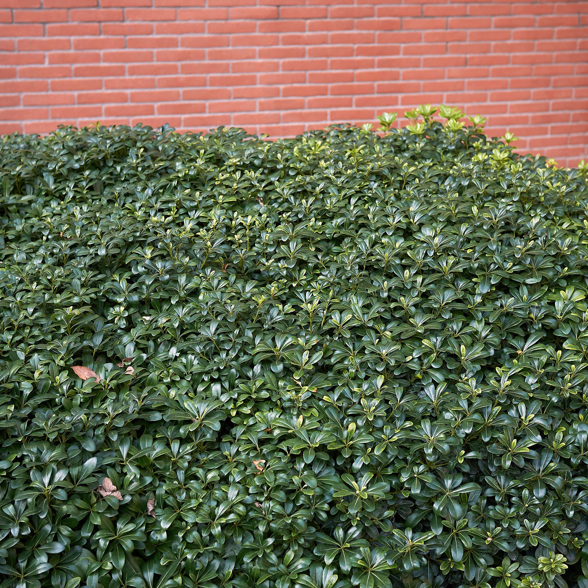 Bakker Pittosporum tobira arbuste pot 2L 25-30cm parfumé
