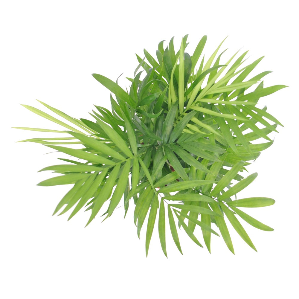 Bakker Chamaedorea palmier des montagnes pot 12cm 30cm ombre