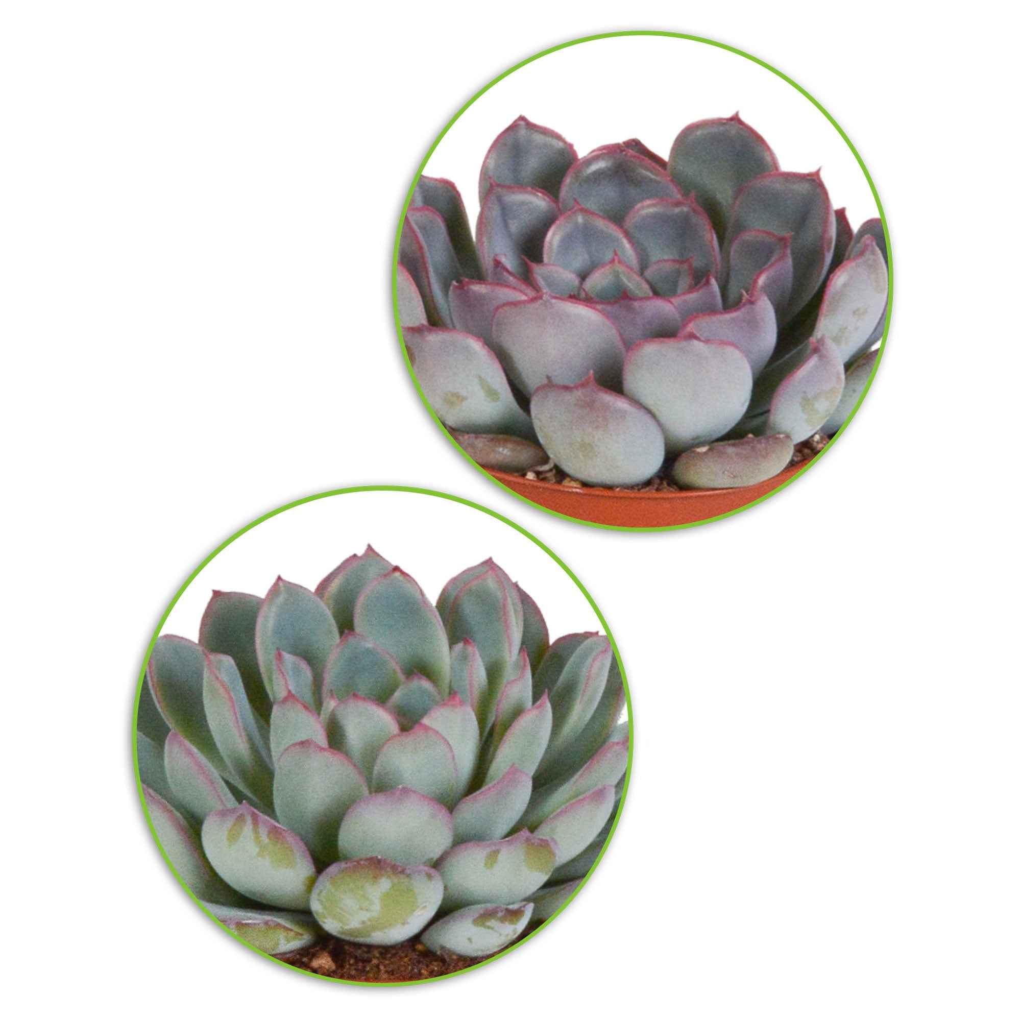 Bakker Collection 5 Succulentes plante grasse 5 pots 5,5 cm