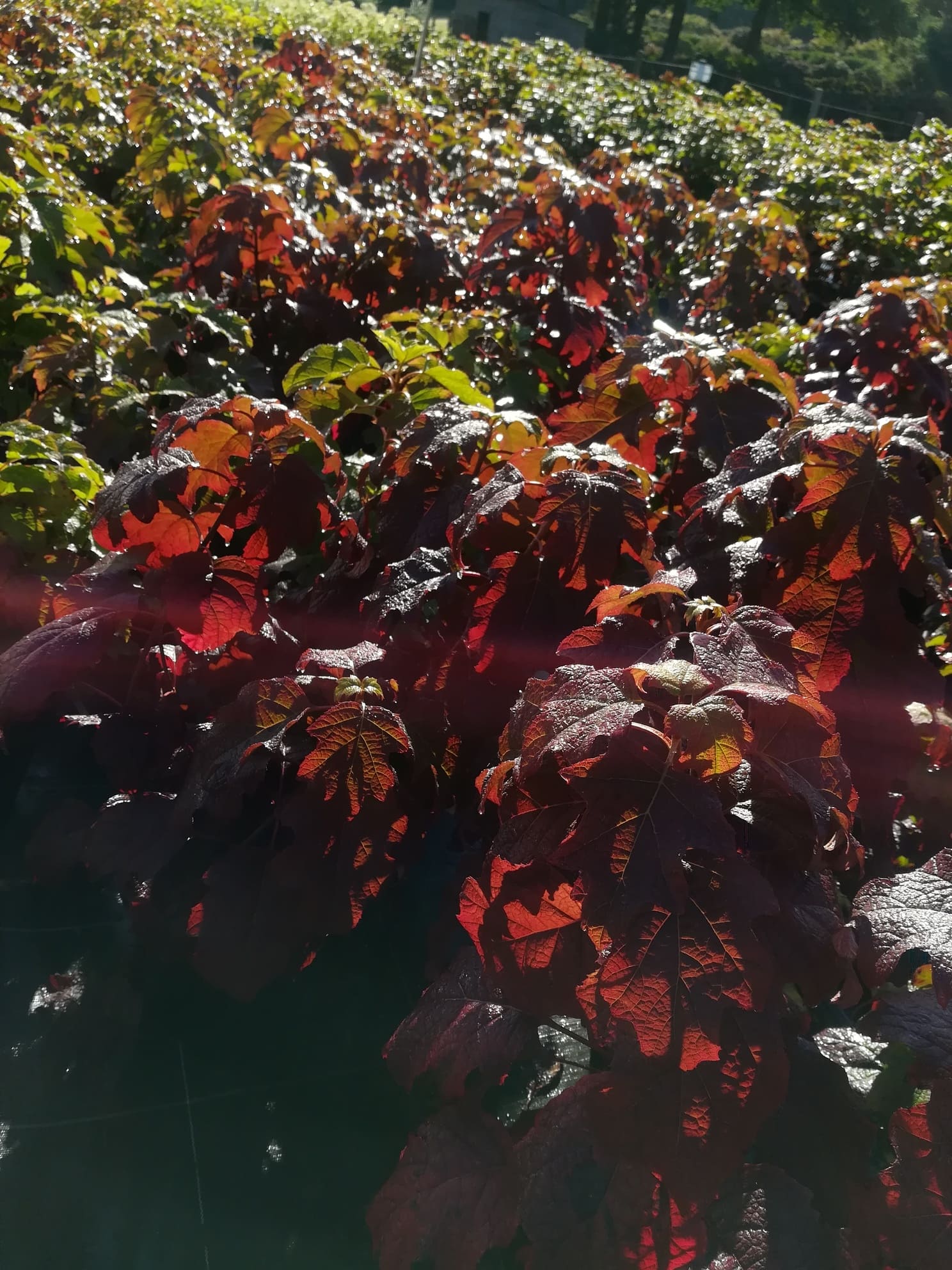 Les Hortensias du Haut Bois Burgundy hortensia godet jardin