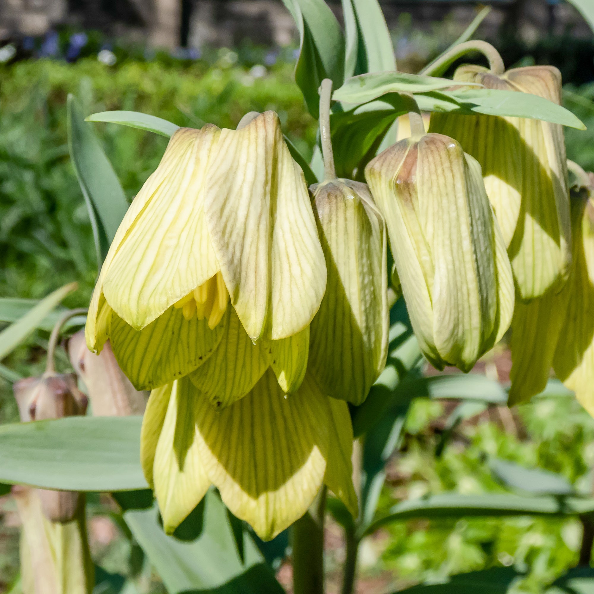 Bakker Bulbes à fleurs Fritillaire pallidiflora jaune 2 bulbes