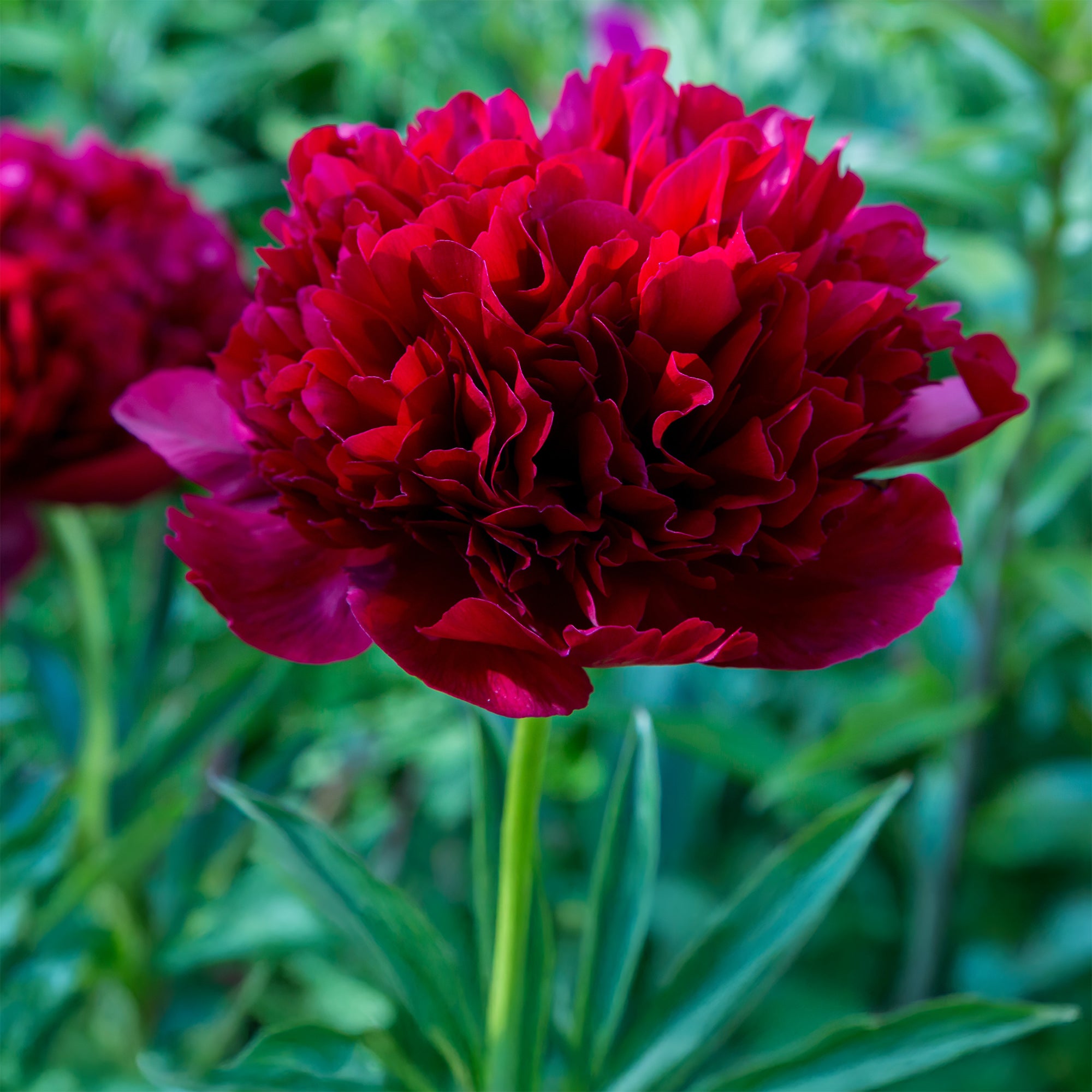 Bakker Pivoine Red Charm vivace racine nue fleurs rouges doubles