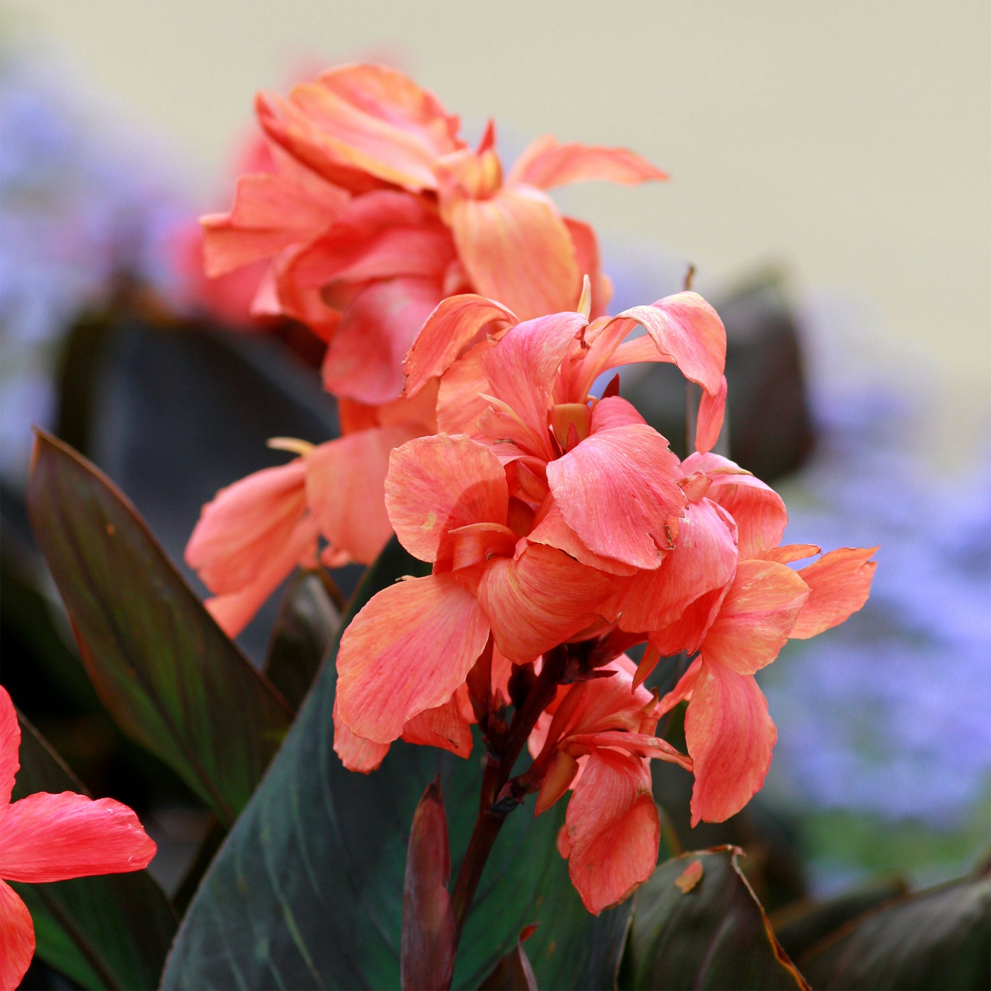 Bakker Canna Angélique bulbe fleur orange 1 bulbe