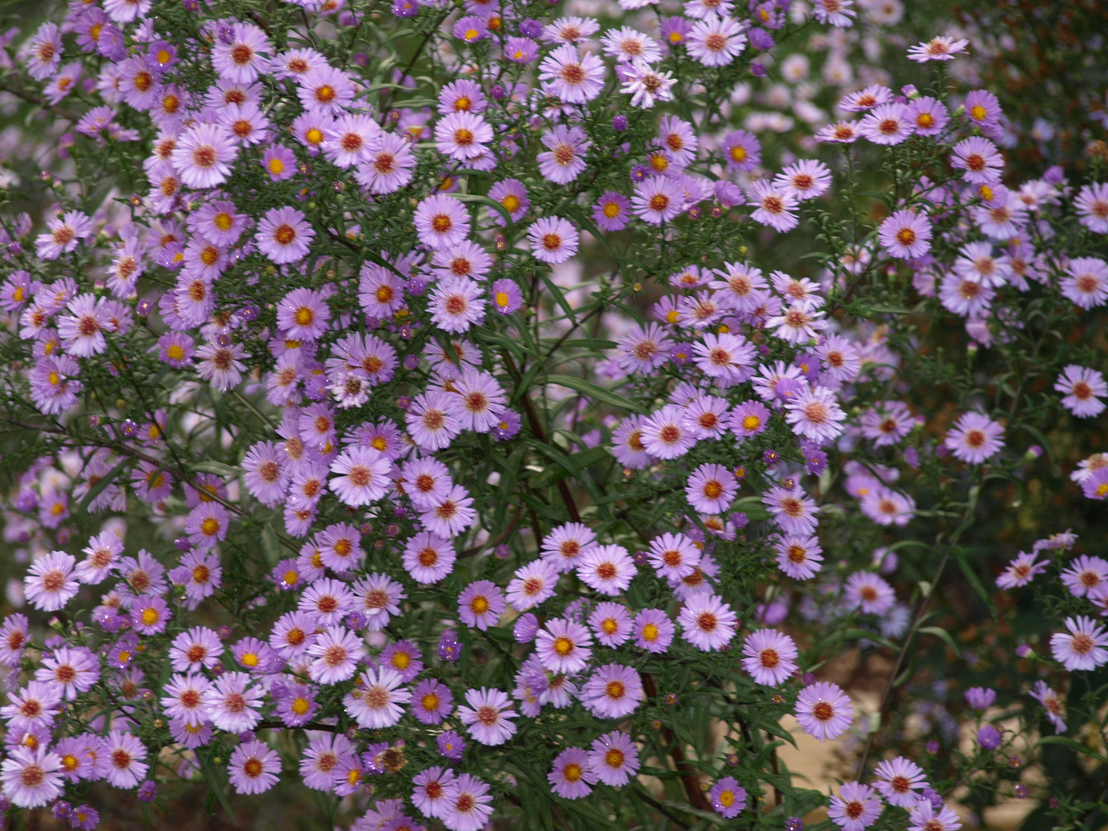 Passion Vivaces Aster ericoides Alice vivace godet rose