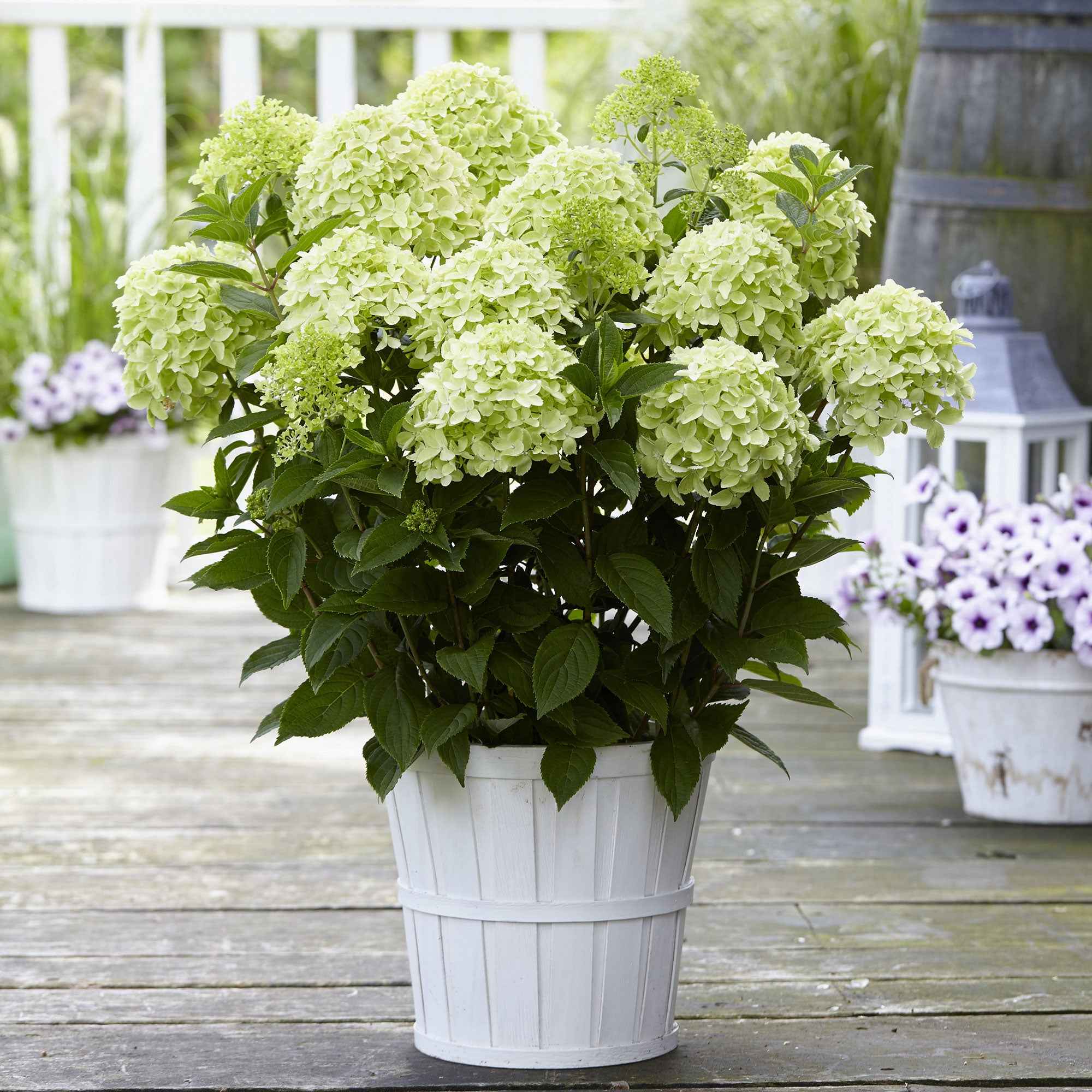 Bakker Hortensia Whitelight panicule pot 12cm blanc