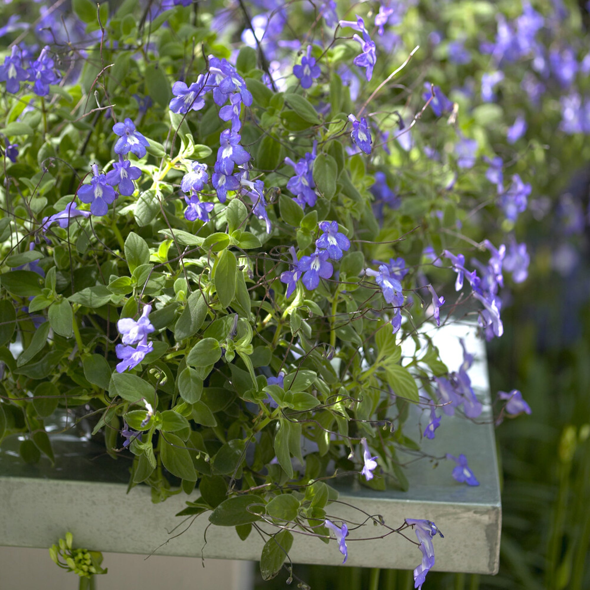 Bakker Primevère du Cap plante balcon pot 10,5cm bleu