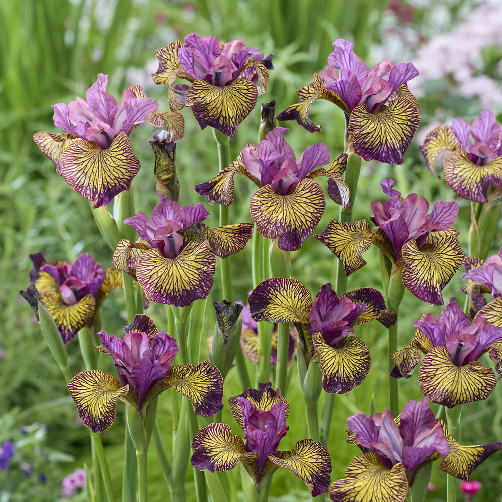 Bakker Iris de Sibérie Juniper Leigh violet 3 racines