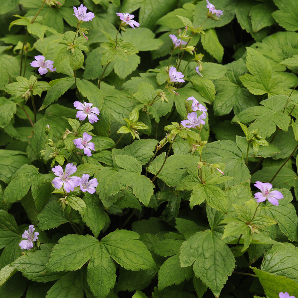 Bakker Plantes vivaces Géranium noueux violet pot 8cm ombre