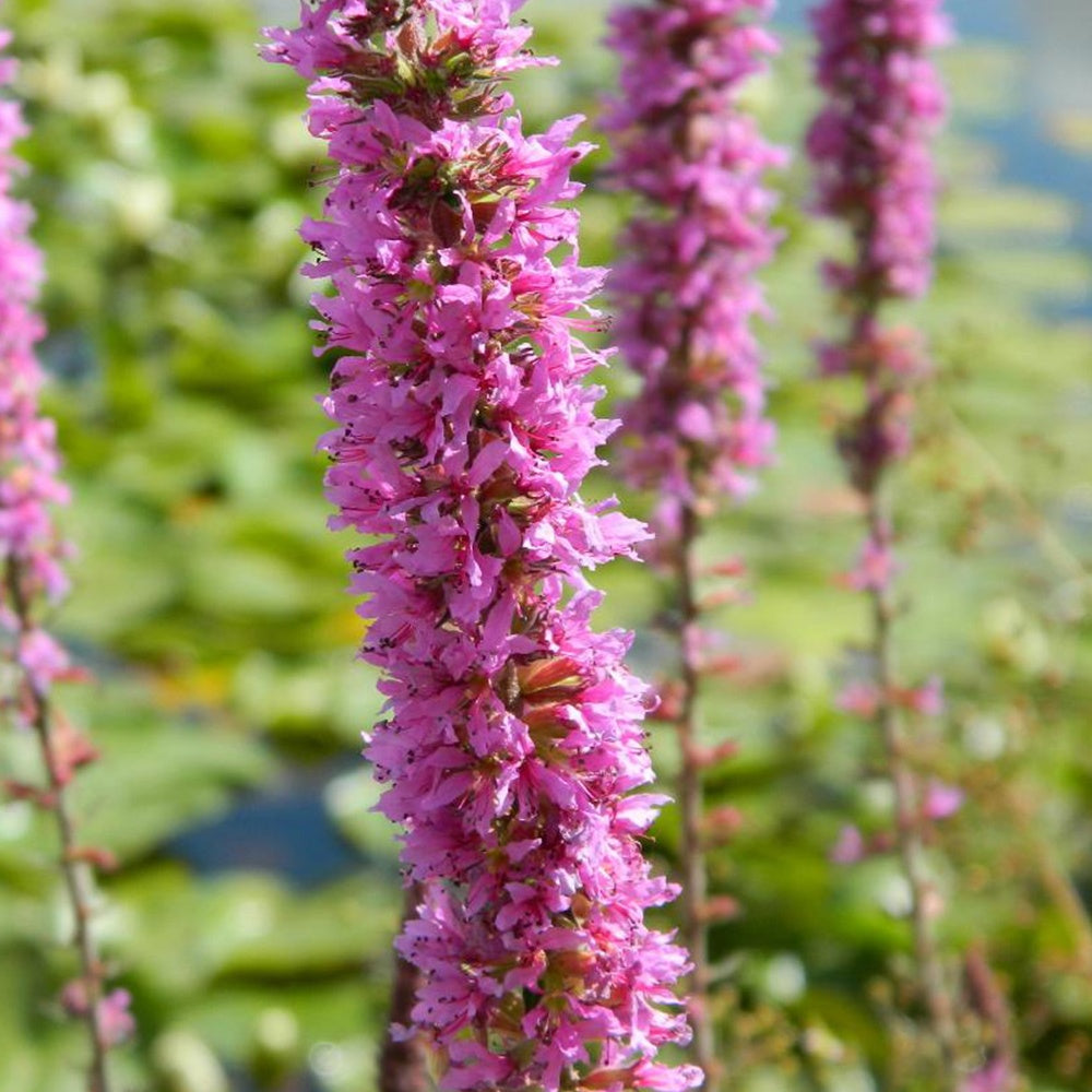 Bakker Salicaire commune plante de bassin pot Ø9cm rose