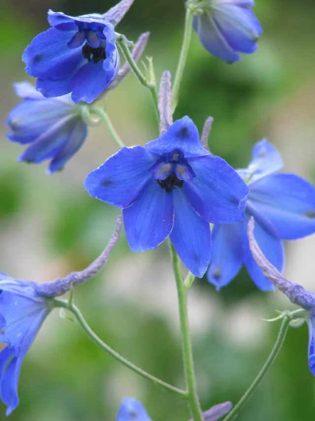 Delphinium belladonna Volkerfrieden pied alouette pot 1L bleu