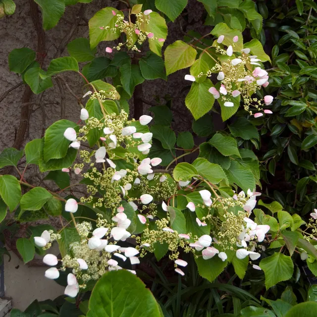 Bakker Brookside Little Leaf hortensia grimpant godet 9cm