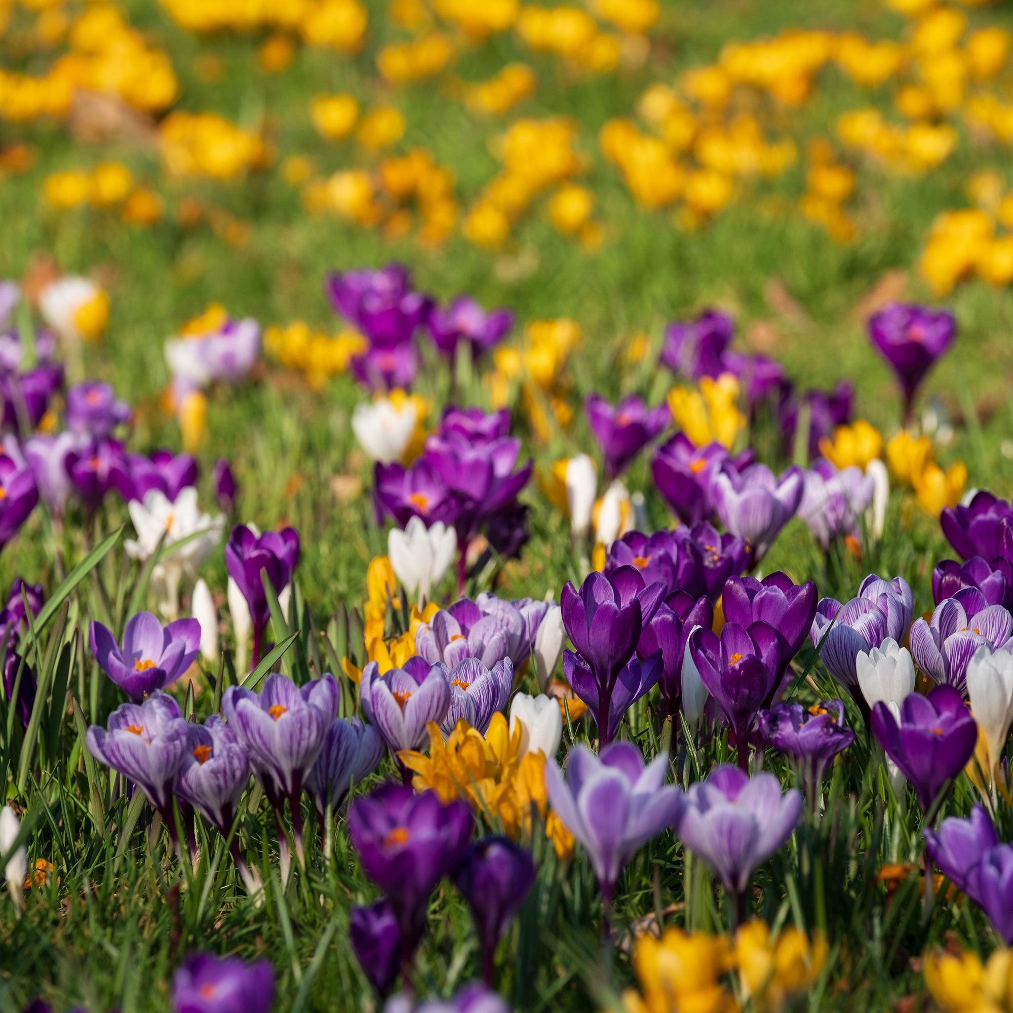 Bakker Mammouth crocus en mélange sachet 25 bulbes mars