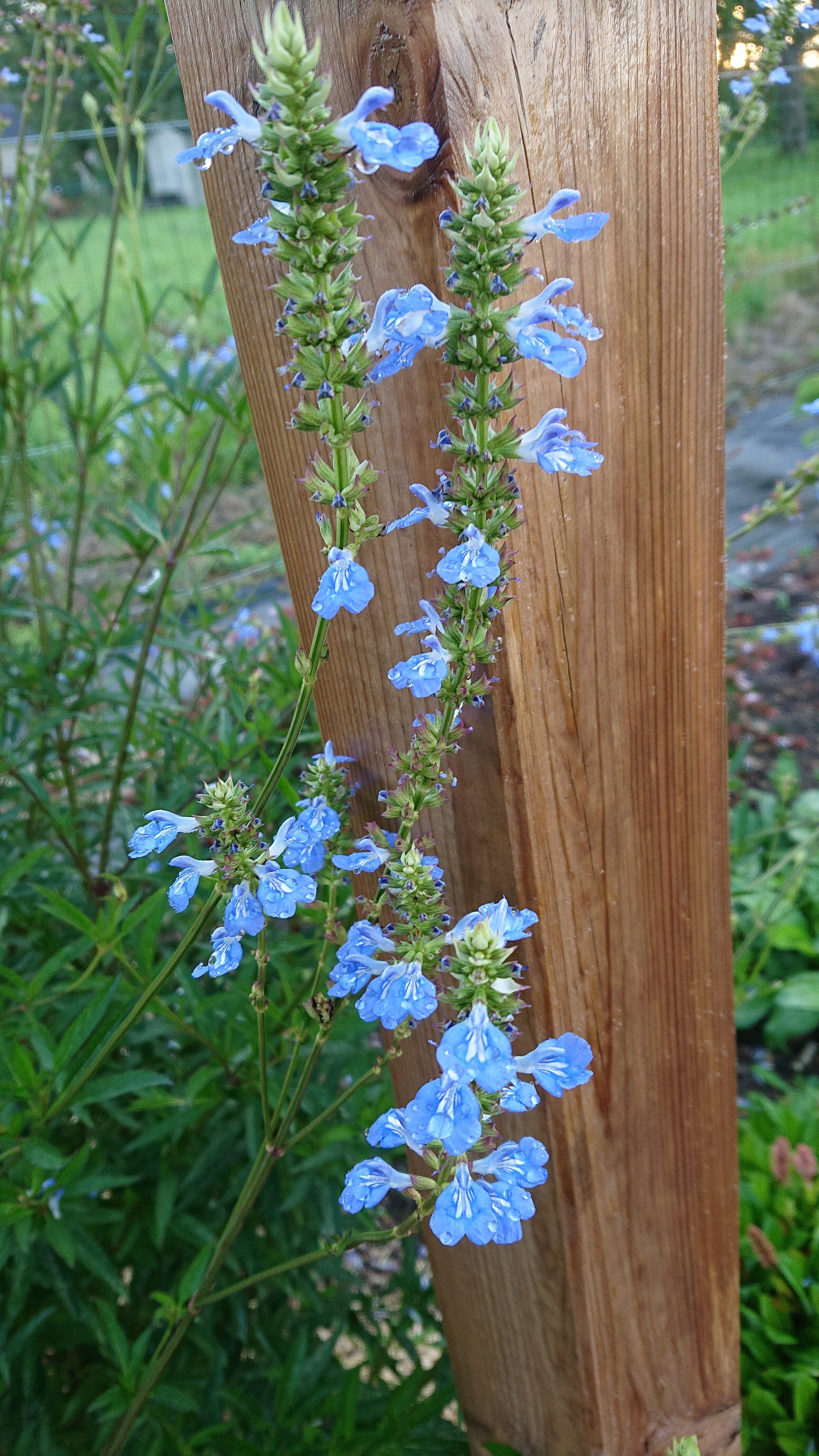 Passion Vivaces Salvia uliginosa Balloon Azul sauge pot 1L bleue