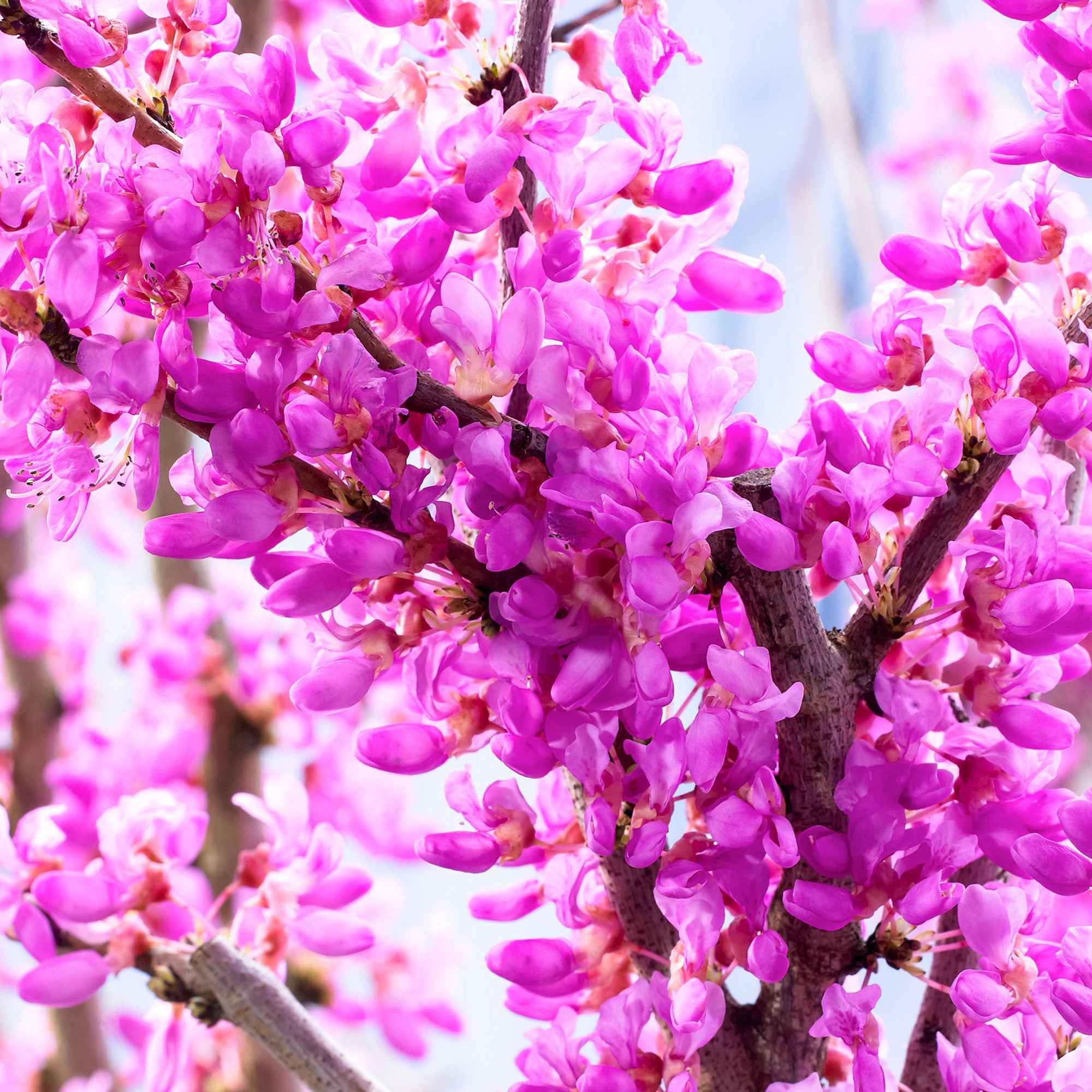 Bakker Arbre de Judée arbuste pot 9cm floraison rose