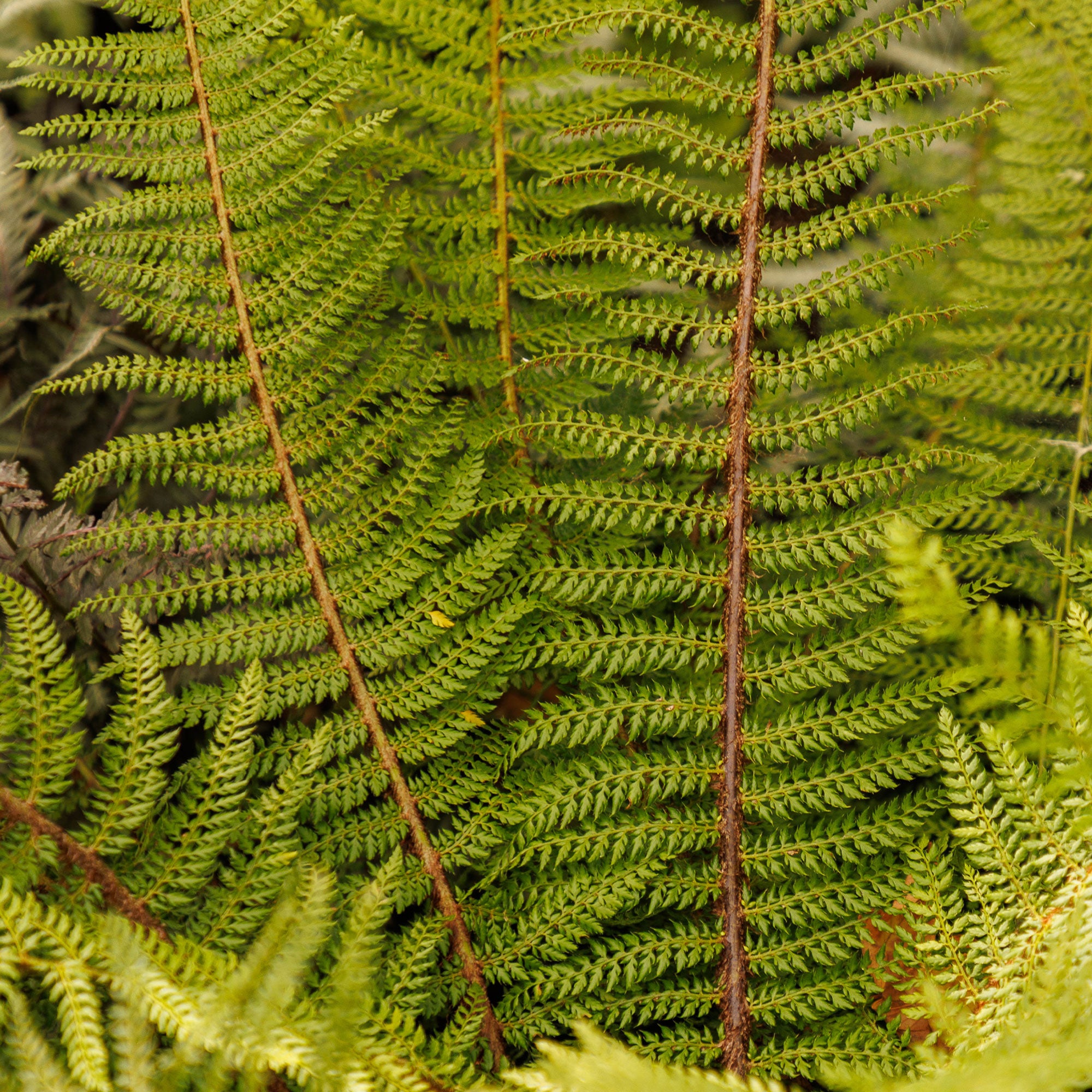 Bakker Herrenhausen aspidie fougère pot 9cm ombre