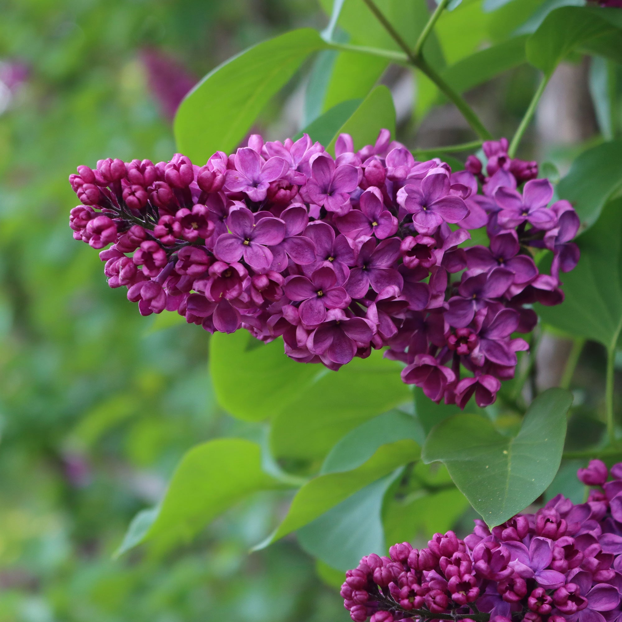 Bakker Charles Joly lilas double rouge pot Ø9cm 10-15cm