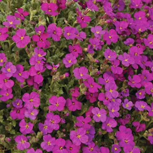 Bakker Aubriète Regado Red vivace pot 9cm fleurs fuchsia