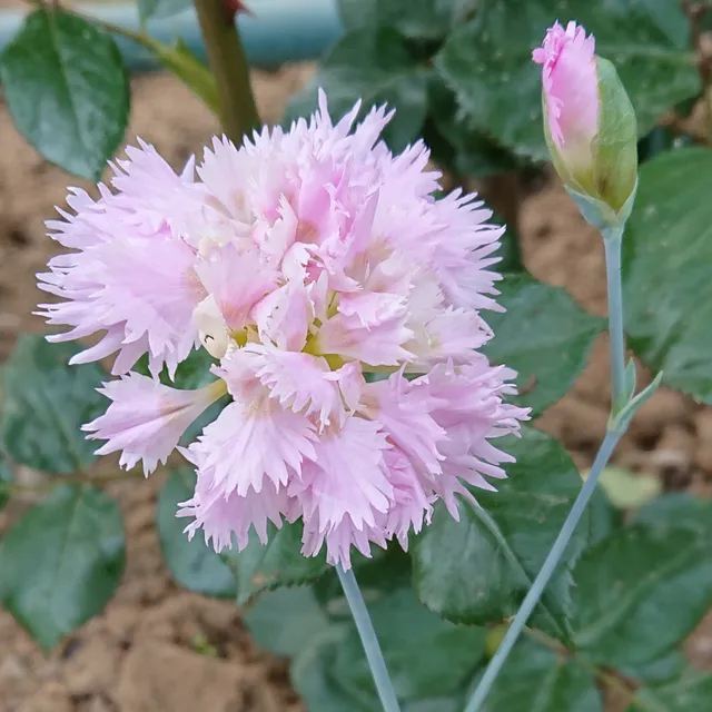 Passion Vivaces Dianthus plumarius Her Majesty Rose œillet pot