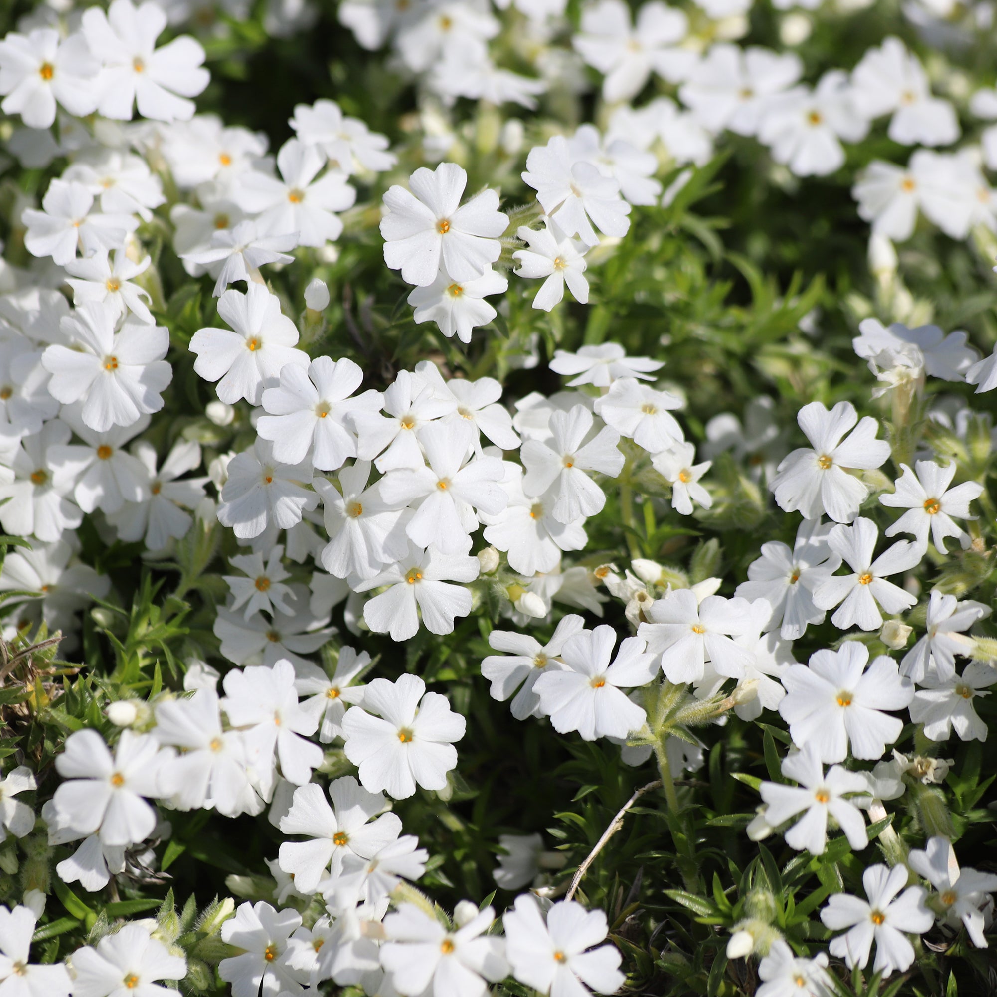 Bakker Phlox mousse White Delight plante vivace pot Ø 9cm blanc