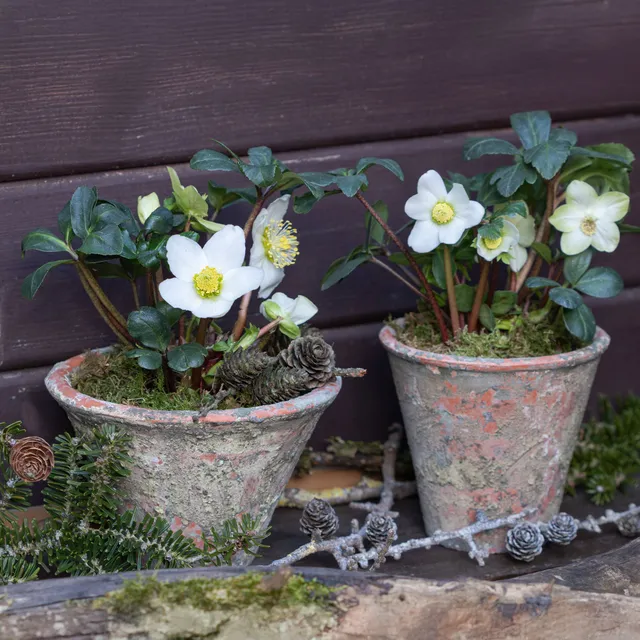 Bakker Christmas Carol hellébore blanche 3 pots Ø9cm