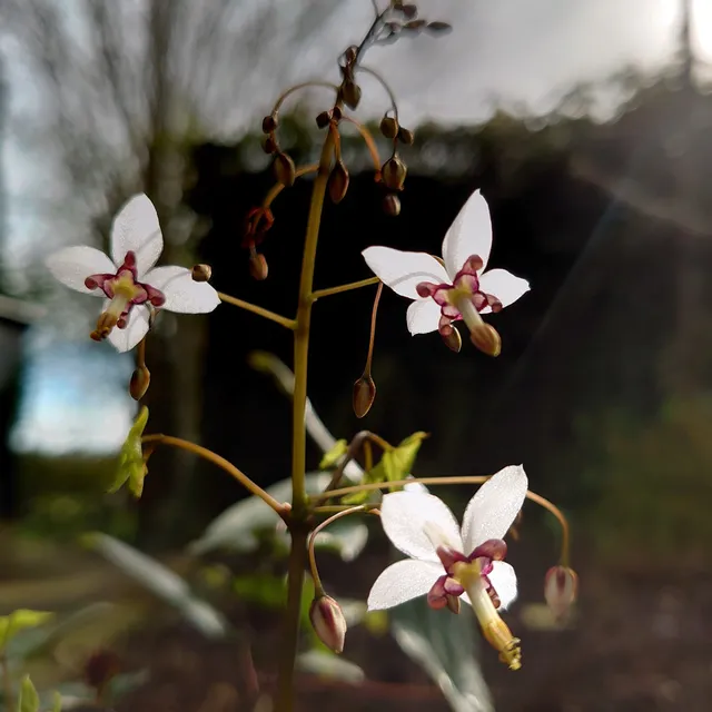 Passion Vivaces Epimedium dolichostemon OG81010 pot 1L blanc