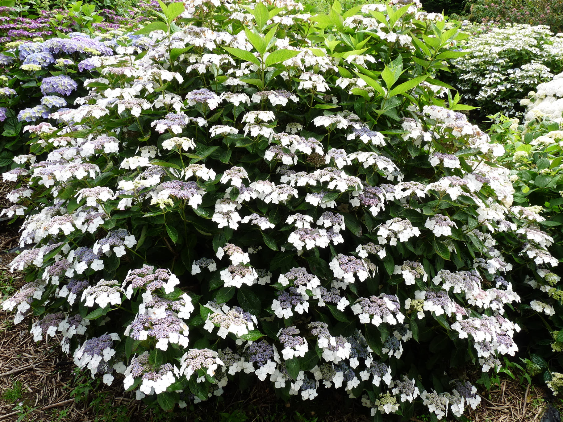 Tokyo Delight Hydrangea serrata hortensia de jardin