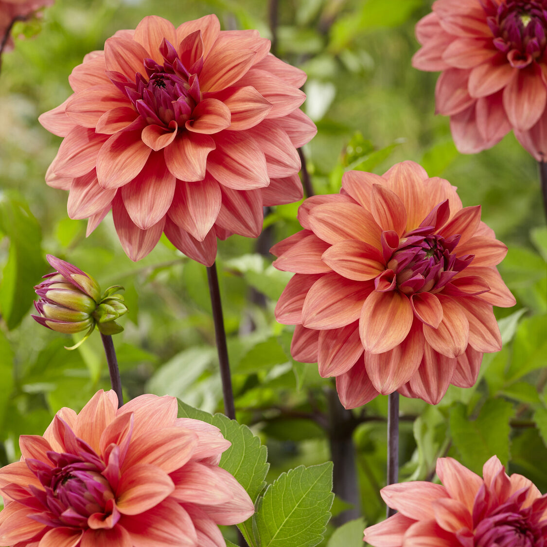 Bakker Dahlias American Dawn bulbe 3 bulbes saumon calibre I