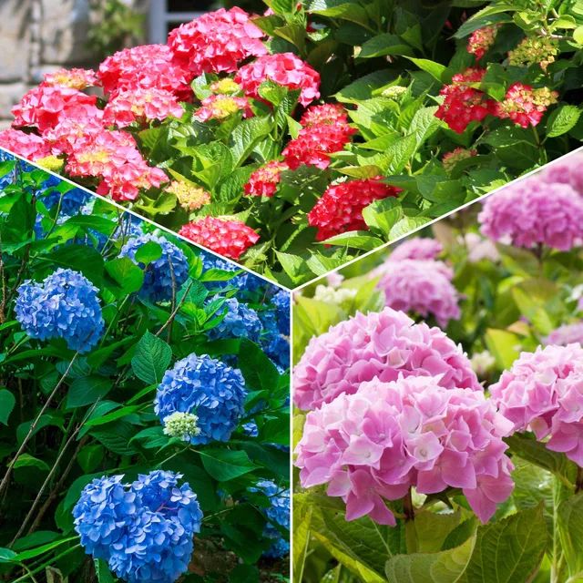 Bakker Collection 3 Hortensias Macrophylla rouge bleu rose 1,3 L