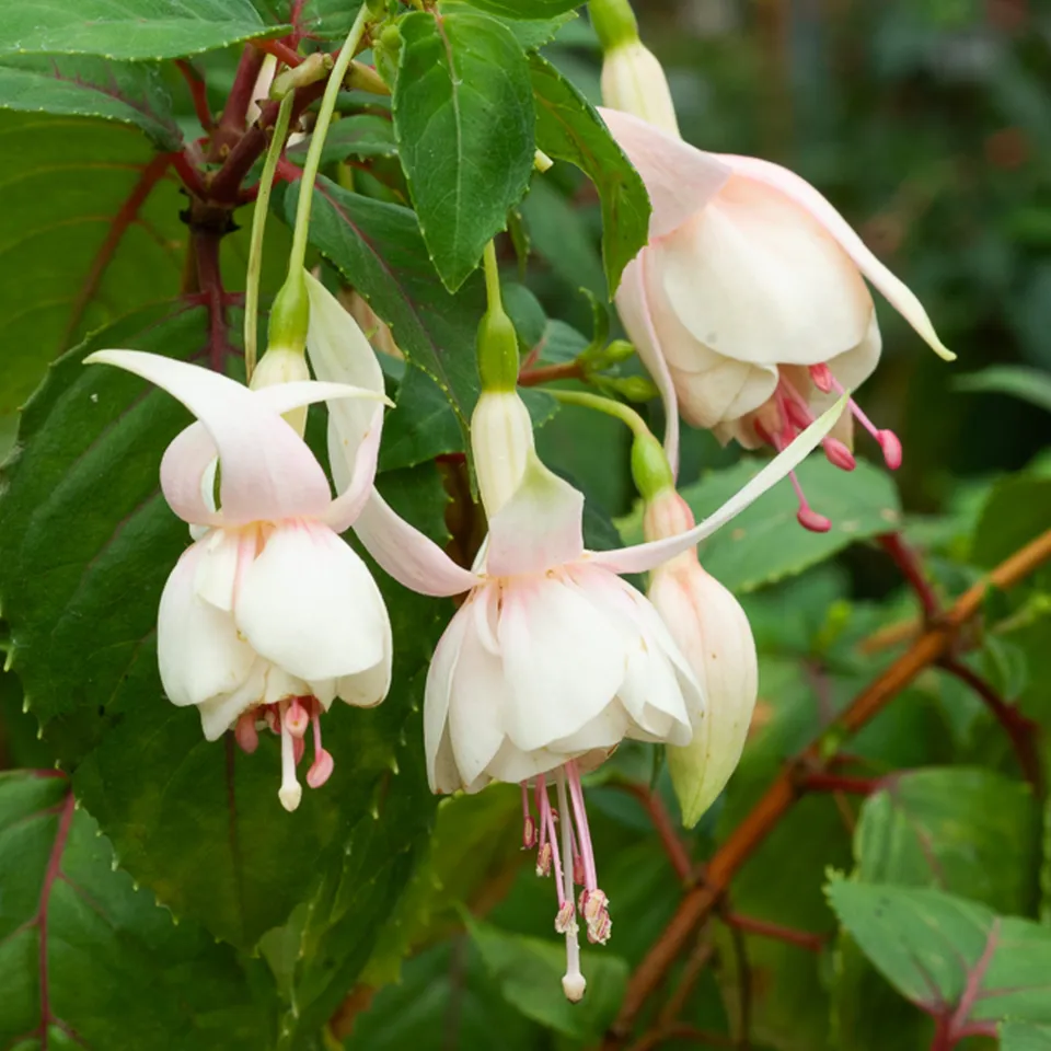 Bakker 3 Fuchsias Annabel rustiques pots Ø9cm blancs