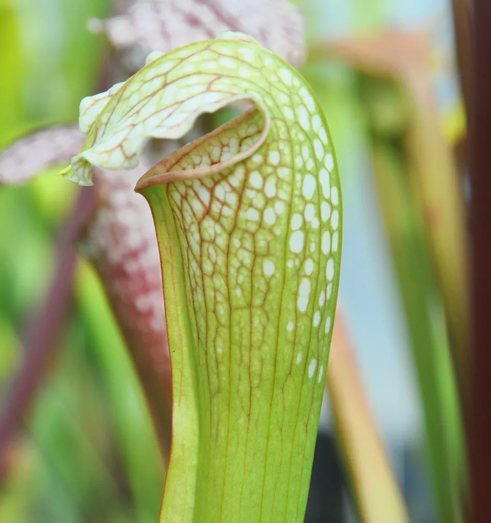 Carniflore Sarracenia x excellens plante carnivore fleur jaune 1 point