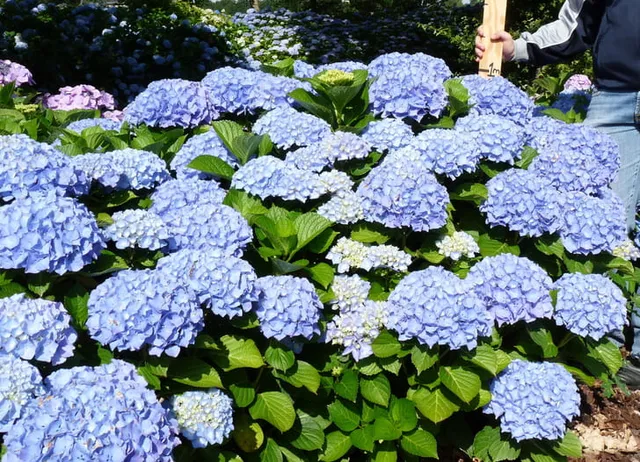 Les Hortensias du Haut Bois Favorite hortensia macrophylla rondes