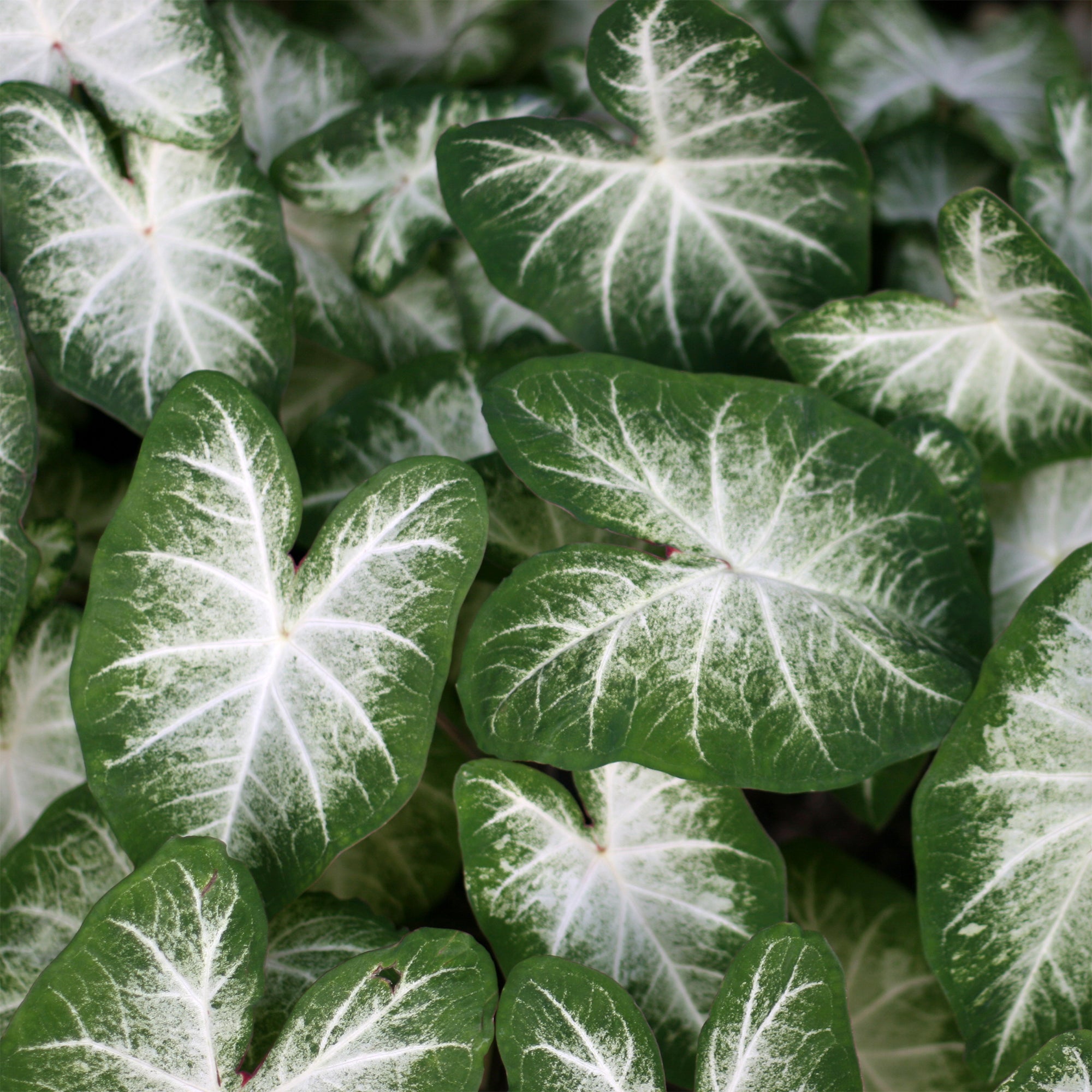 Bakker Caladium Aaron plante d'intérieur 1 bulbe blanc vert
