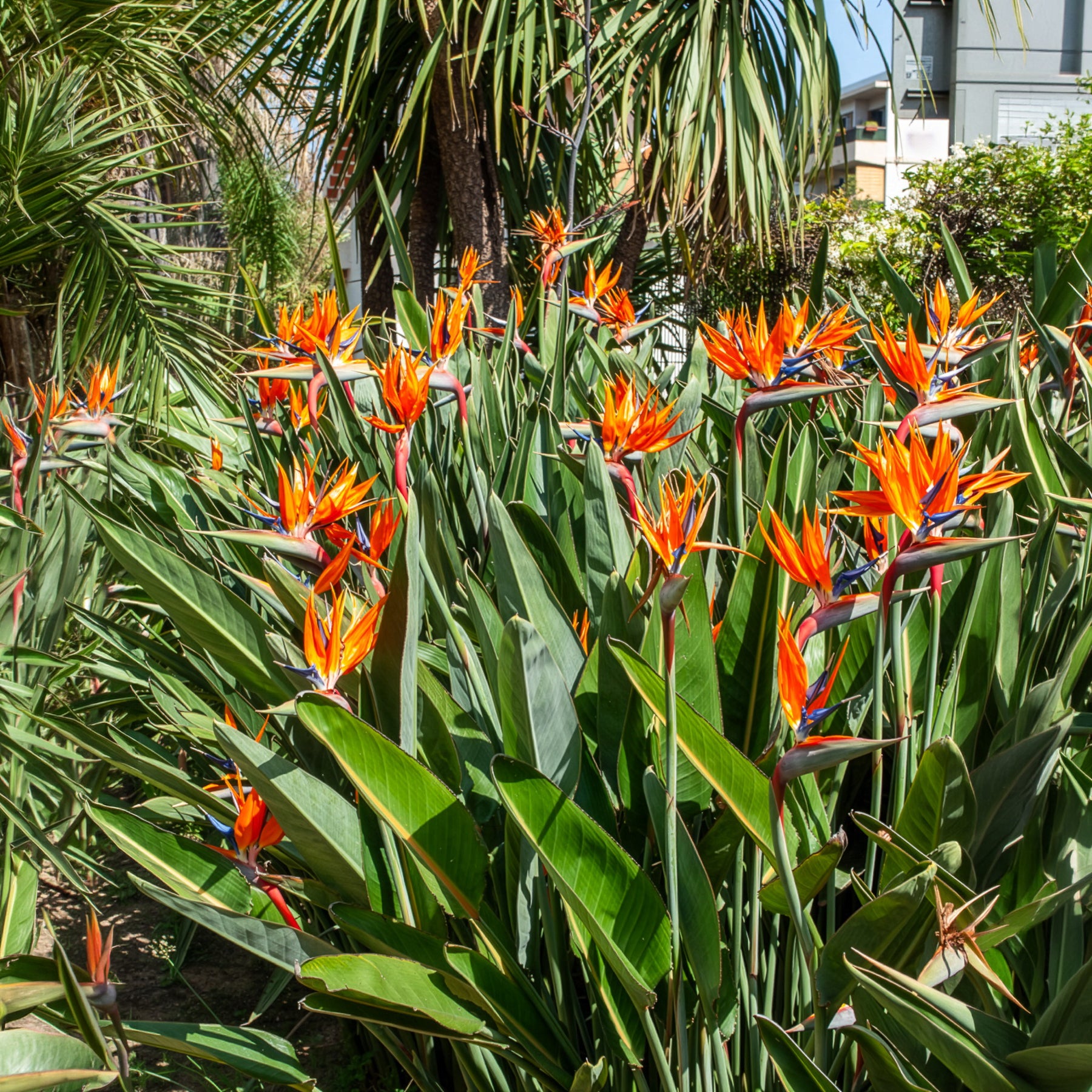 Bakker Oiseau du paradis Strelitzia plante intérieur pot 1L orange