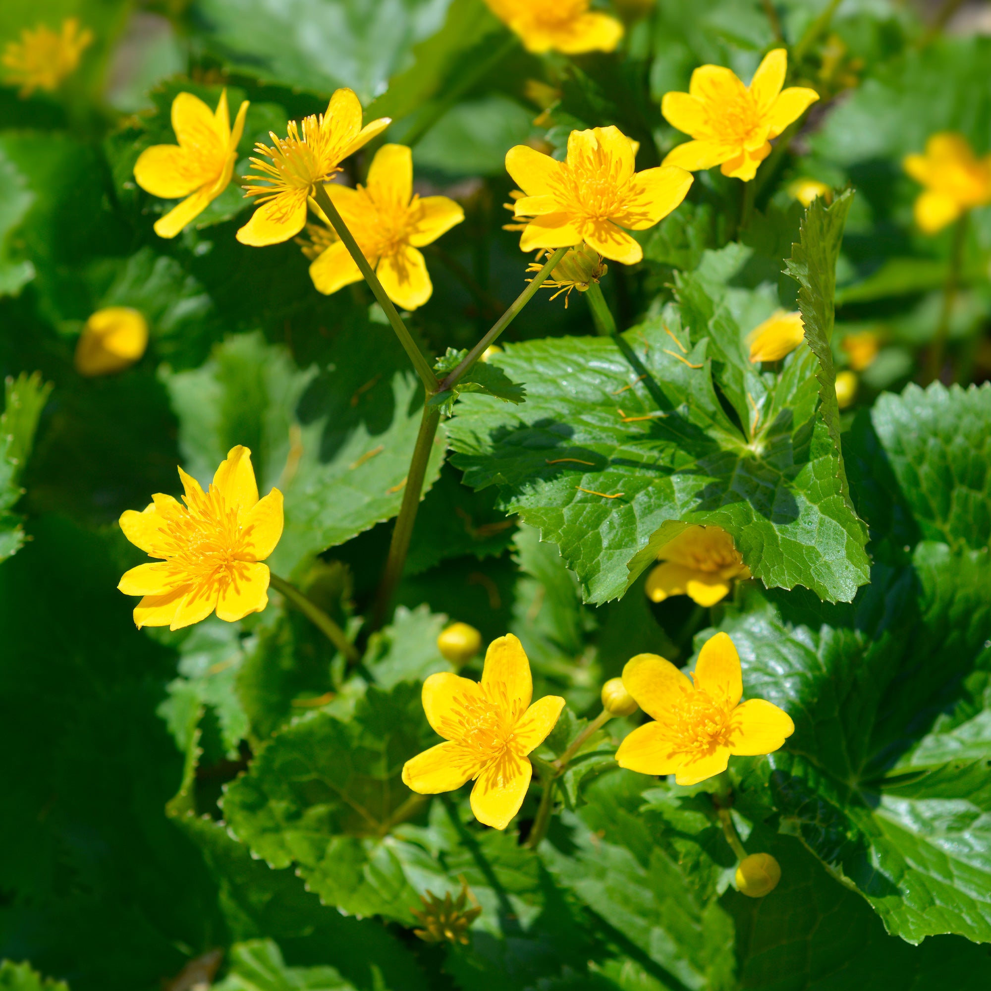 Bakker Plantes de bassin Populage des marais souci d’eau pot jaune