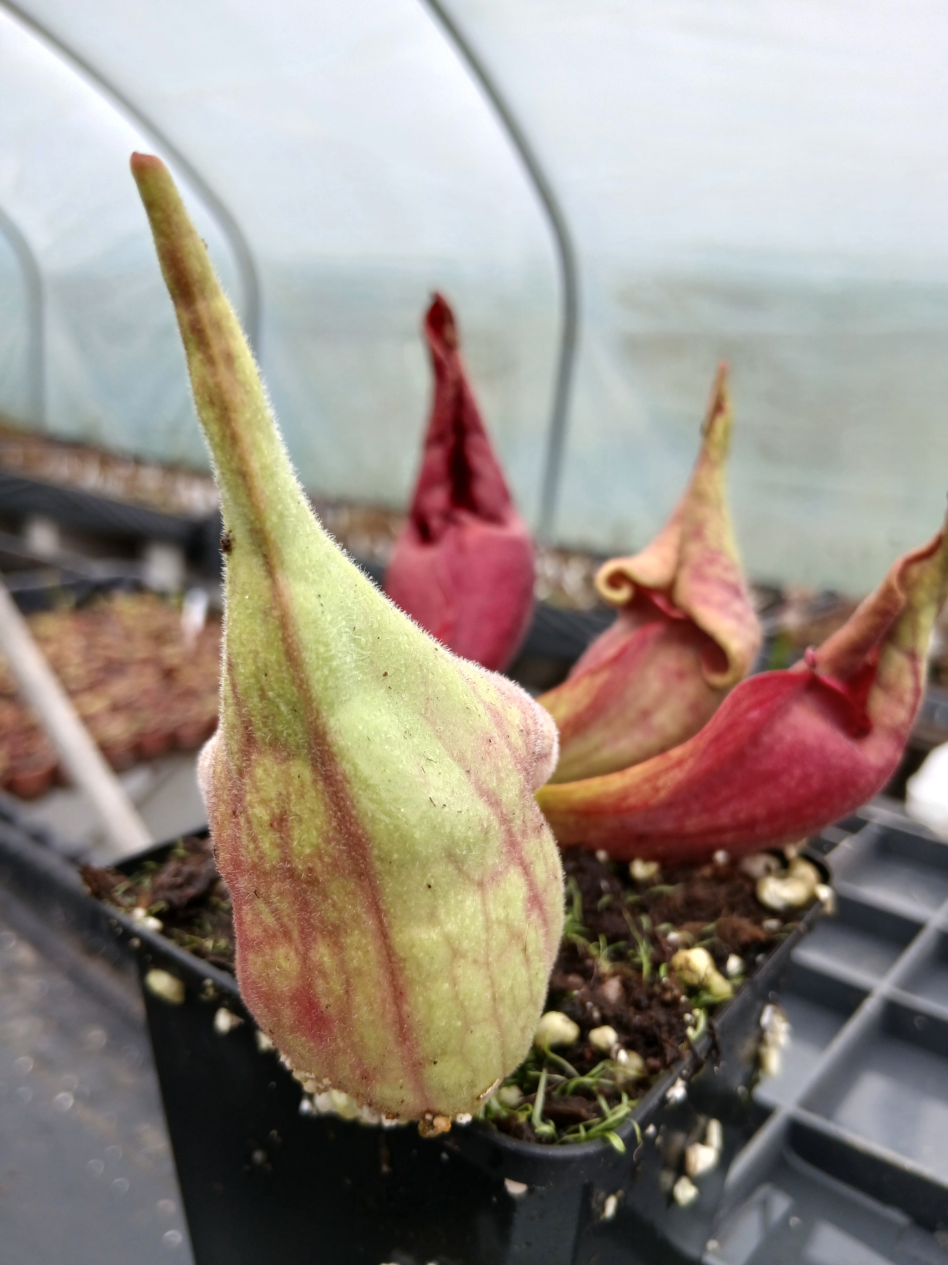 Carniflore Sarracenia purpurea Smurf plante carnivore 1 point