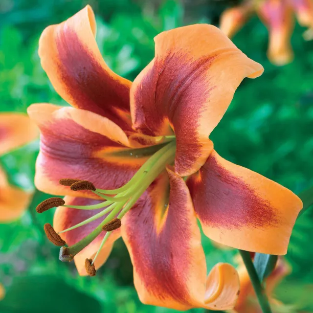 Bakker Debby lis oriental bulbe sachet 3 fleurs multicolores