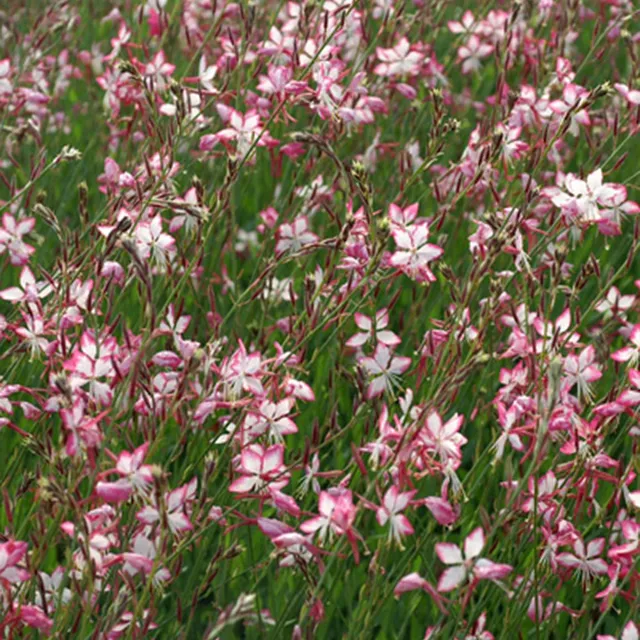 Bakker Gaura Rosyjane vivace pot 8 cm fleurs rose blanc