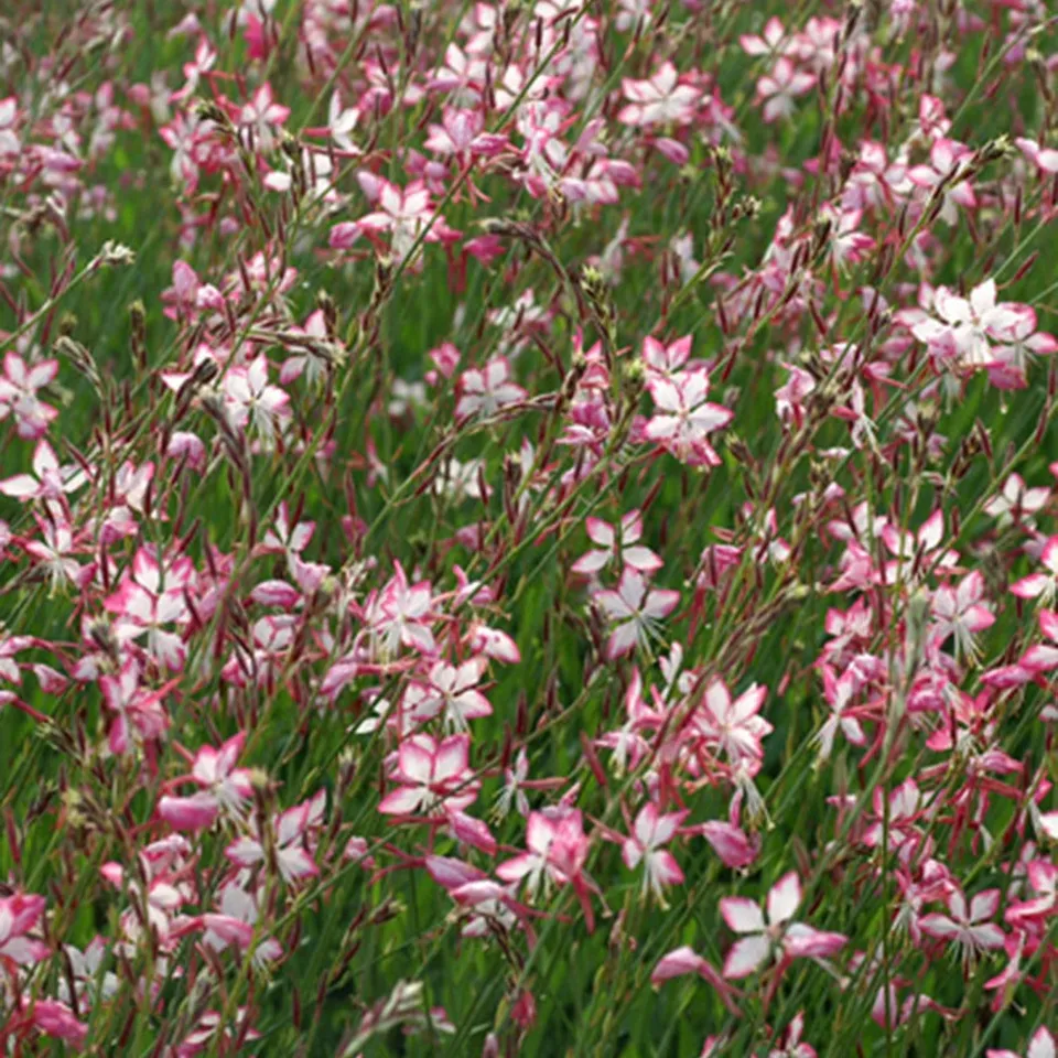 Bakker Gaura Rosyjane vivace pot 8 cm fleurs rose blanc