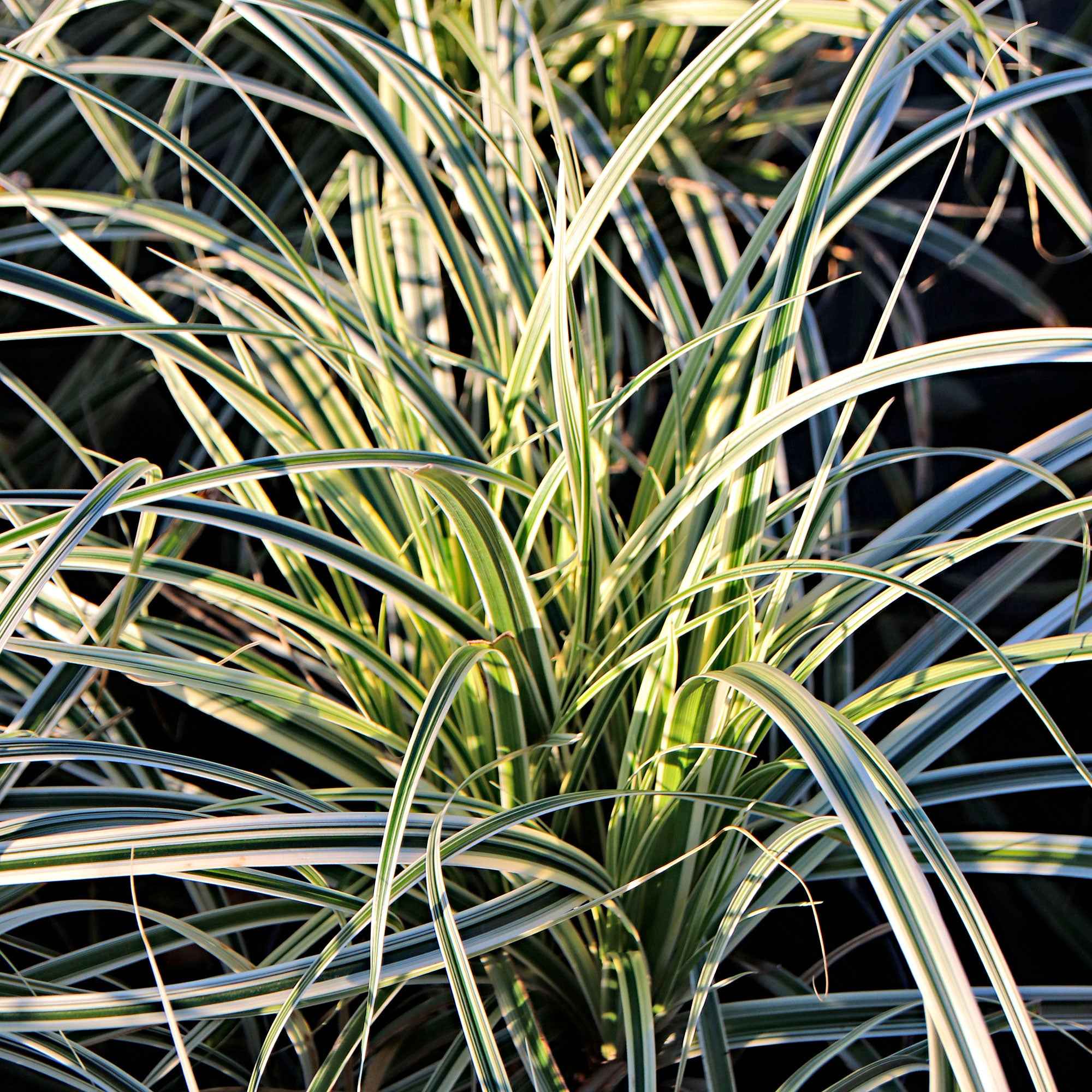 Bakker Everest laîche d'Oshima pot 9cm persistante