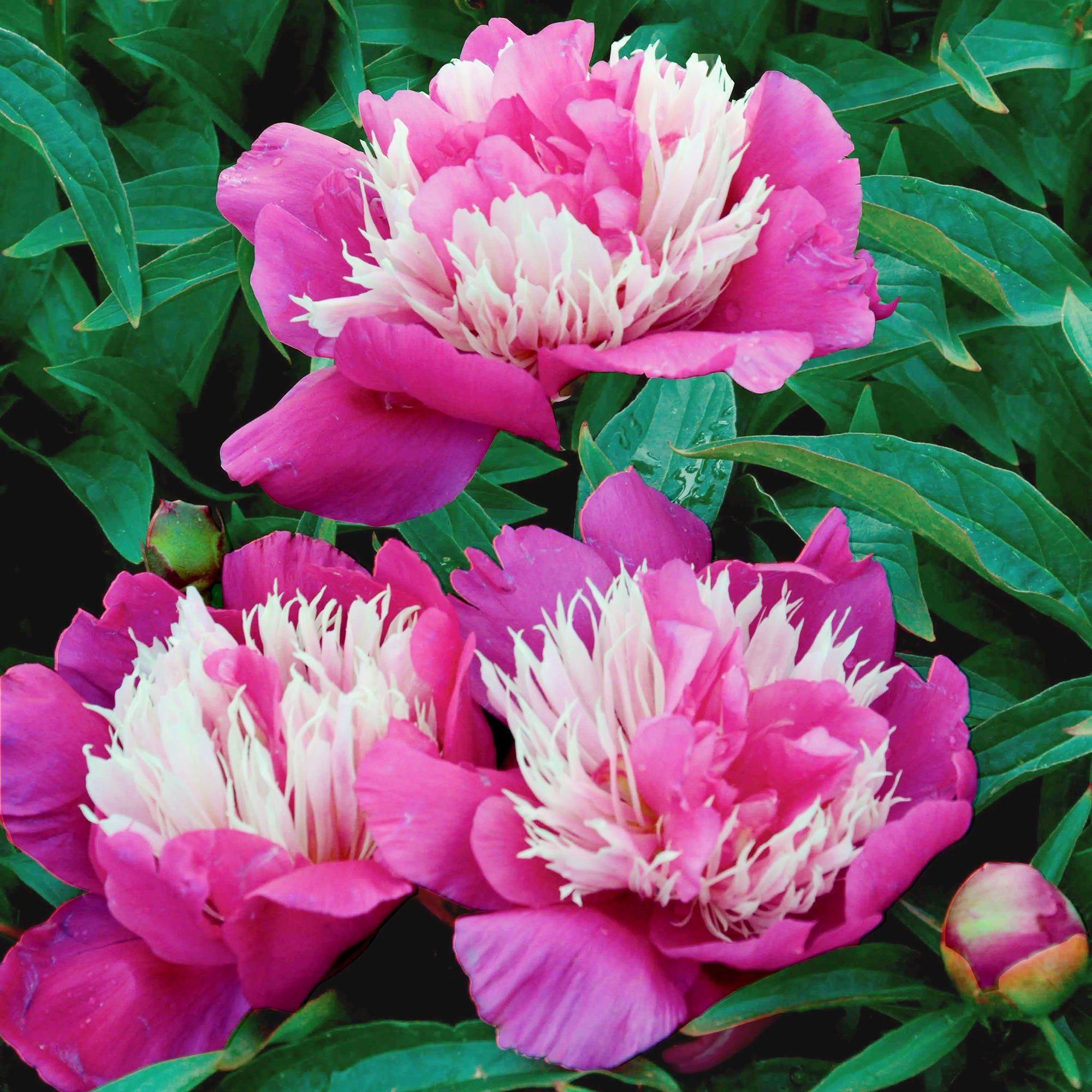 Bakker Pivoine Fantastic plante vivace racine nue fleurs roses