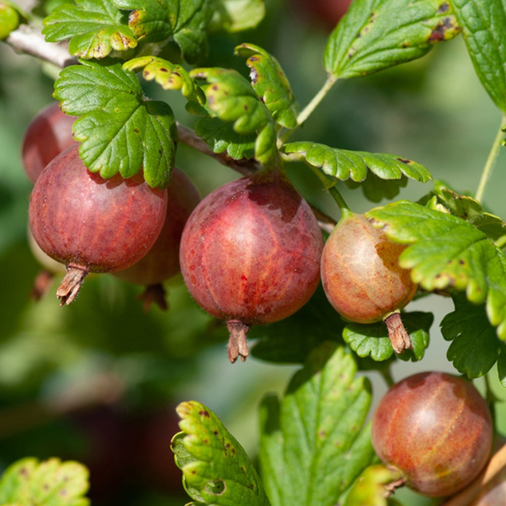 Bakker Fruitiers Groseillier à maquereaux Captivator pot fruits rouges