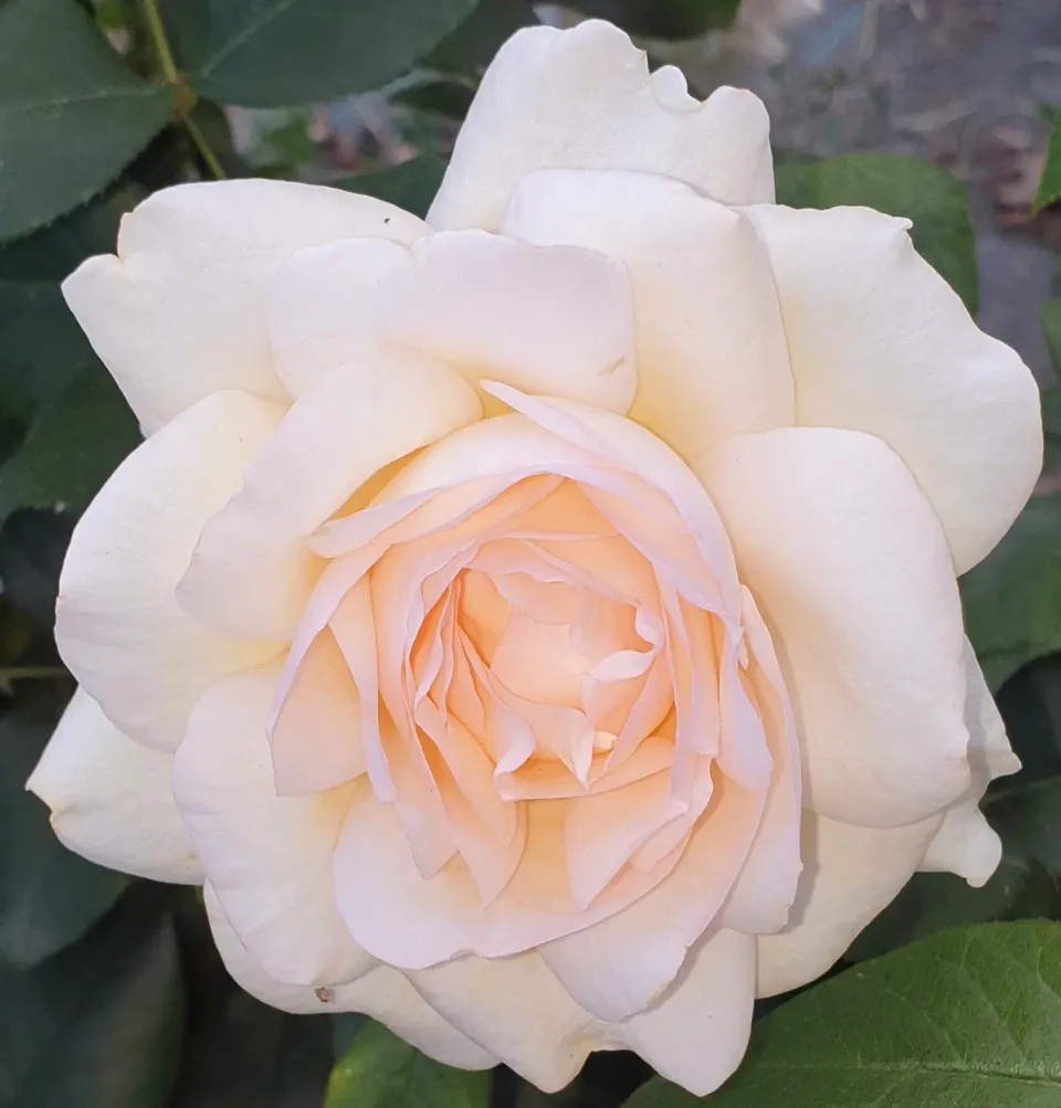 Michel Adam Gruaud La Rose rosier sur tige blanc crème parfumé