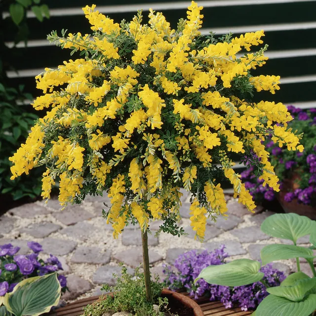 Bakker Genêt sur tige arbuste pot 2L tige 55cm jaune