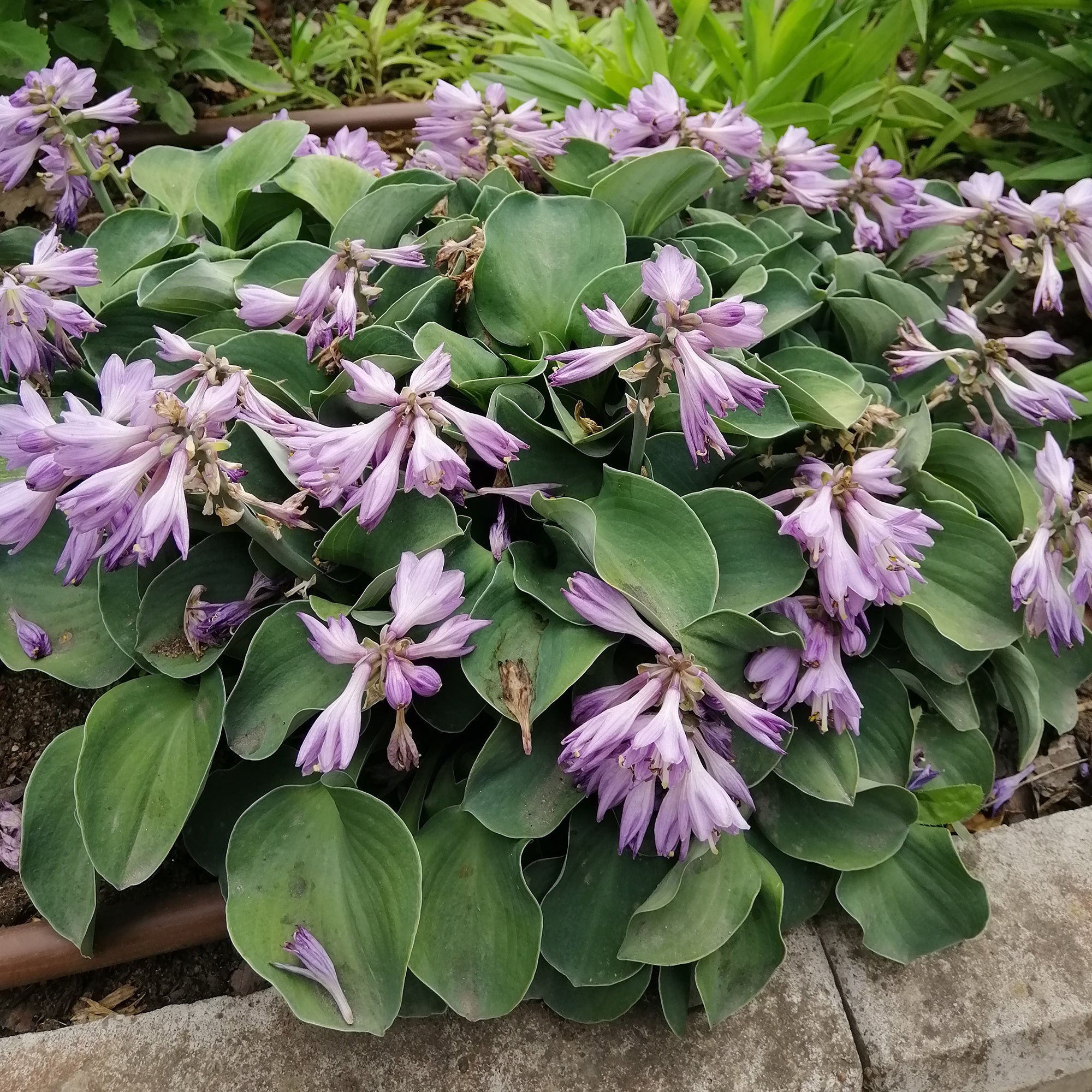 Bakker Hosta Blue Mouse Ears vivace pot 9cm mi-ombre